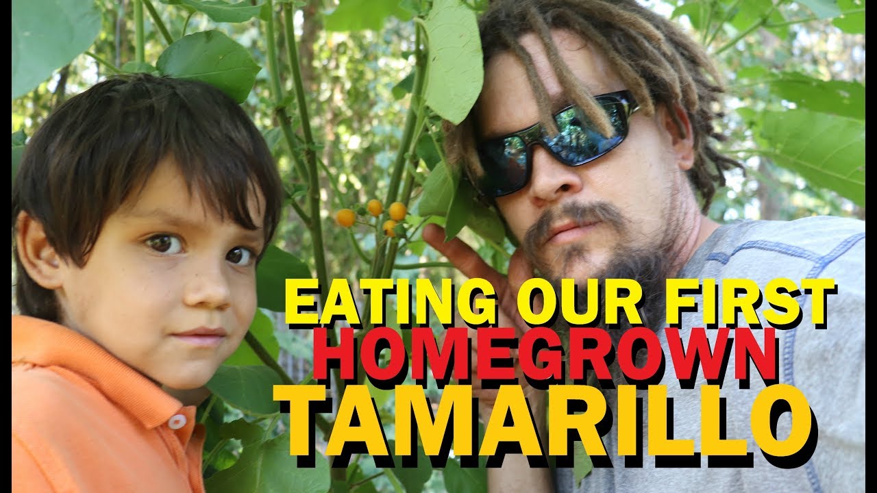 video phone beyonce mp3 EATING OUR FIRST HOMEGROWN TAMARILLO