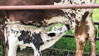 We got the calf on!