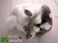 シーズ【犬】のオリジナルぬいぐるみを作ります。,Ши-тцу,Shih Tzu