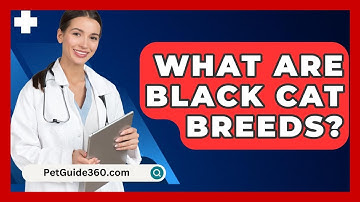 What Are Black Cat Breeds? - PetGuide360.com