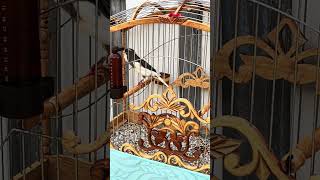 Download Lagu suara kenari  #short #videoshort #kenari #masteranburung MP3