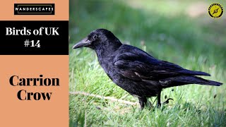 Carrion Crow || Birds of UK || Episode - 14