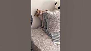 Kocak Parah‼️Bikin Ngakak #funny #komedy #lucu