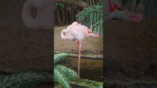 Chilean flamingo bird #chilean #chileandrill #flamingo