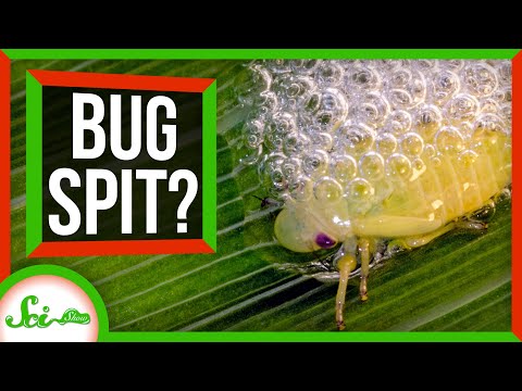 Video: Kaip atrodo spittlebug?