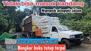 Download Lagu Cuaca mau ngajak gulet‼️Tidak bisa masuk kandang//Ngepok dipinggir jalan MP3