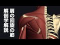 肩の内旋と外旋の筋肉の解剖学を解説してみた
