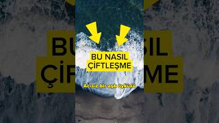 Ölümcül Çi̇ftleşme R Iları Iğı
