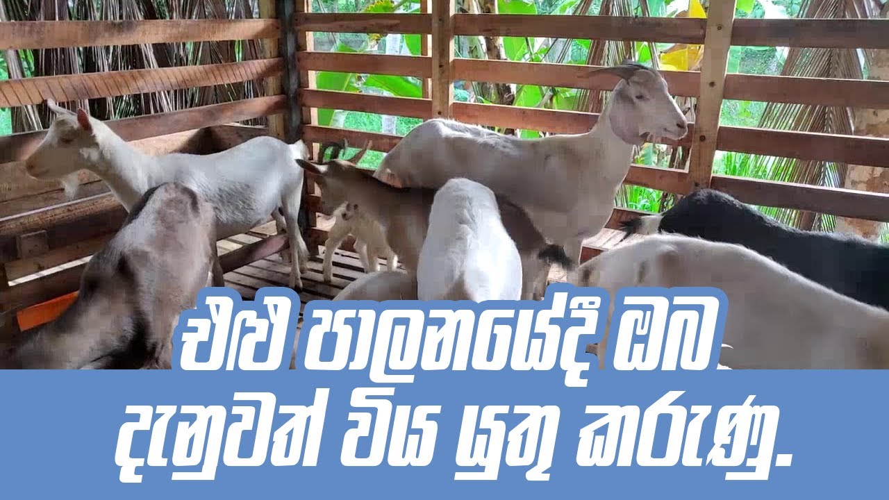 එළු පාලනයේදී ඔබ දැනුවත් විය යුතු කරුණු | Krushi Radio