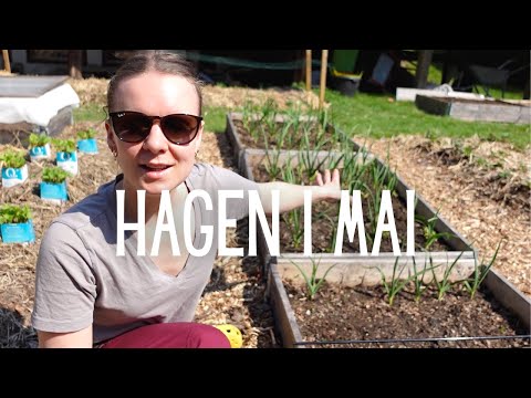 Video: Plen- og hagekantskjærer - Hva brukes en kantskjærer til i hagen