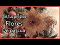 FLOR DE NOCHEBUENA || FLOR DE PASCUA || FLOR DE NAVIDAD 🎄
