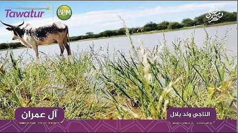 سورة آل عمران - القارئ الموريتاني الناجي ولد بلال