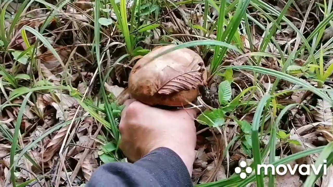 la cules de hribi 2024