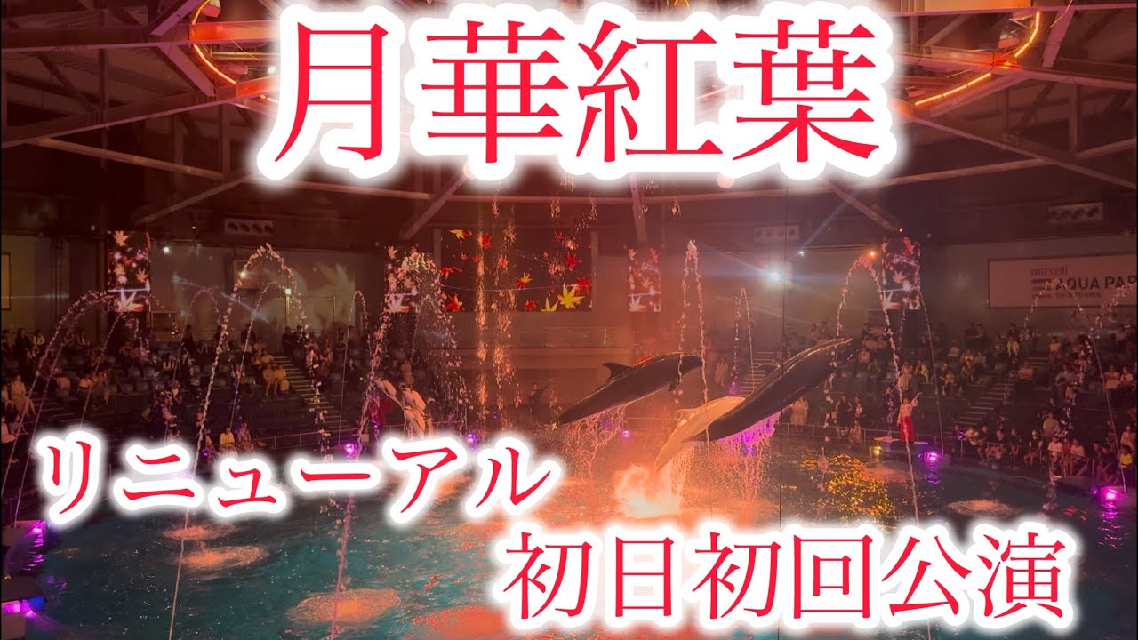【初日・初回公演】月華紅葉 マクセル アクアパーク品川 ナイトver.ドルフィンパフォーマンス イルカショー