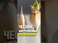 чеснок вверх ногами #дача #сад #огород #чеснок