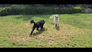 Playdate with Charlotte the Golden Retriever and Ivy the Doodle.