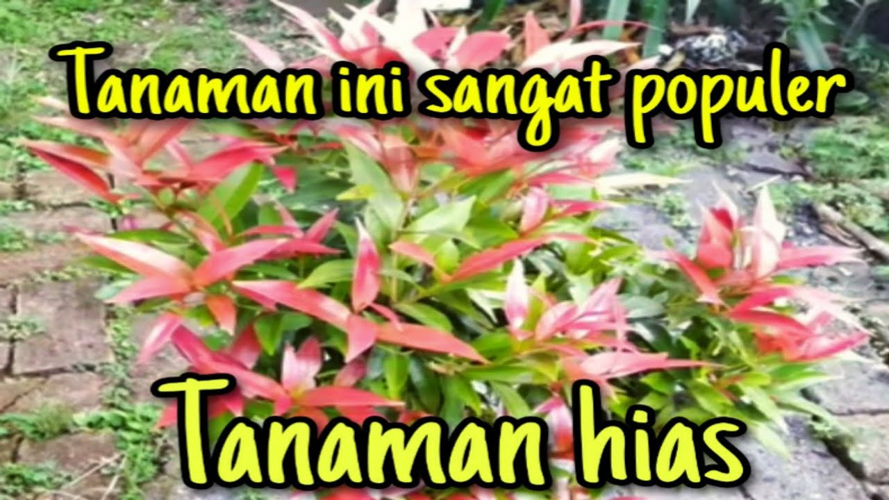 Tanaman Hias - Pucuk Merah || Witwitan Ijo - YouTube