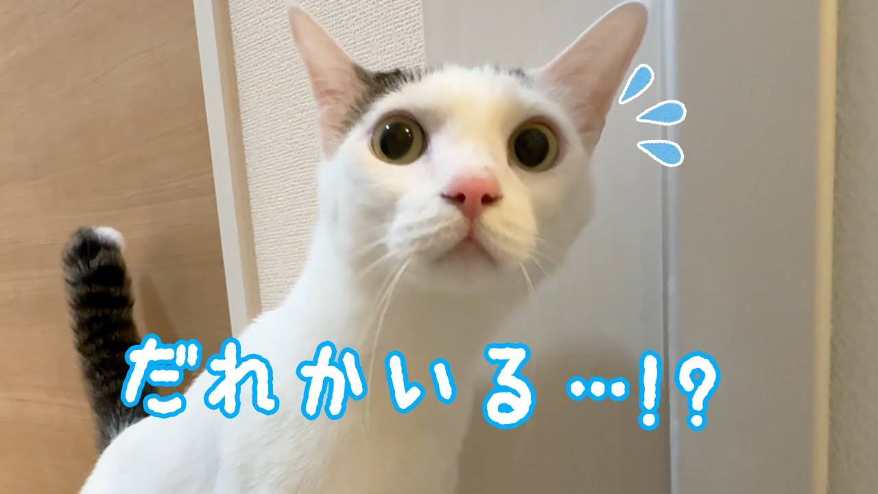 なぜかお風呂にビビりまくる猫が可愛すぎます…ｗ