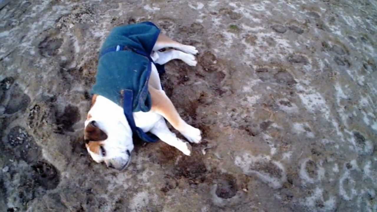 Dead dog back to life. English Bulldog Training. YouTube