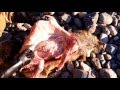 サバイバル術:狩猟【イノシシのスキニング】(内臓摘出と皮剥ぎ)
