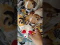 the Lamb chop toy Lambo Harley's fav