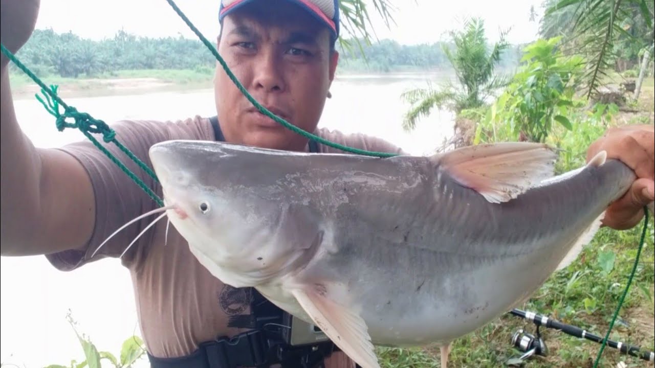 Umpan jitu PATIN LIAR DI SUNGAI || VLOG 30