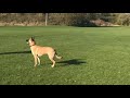 Playing with lola  on a field