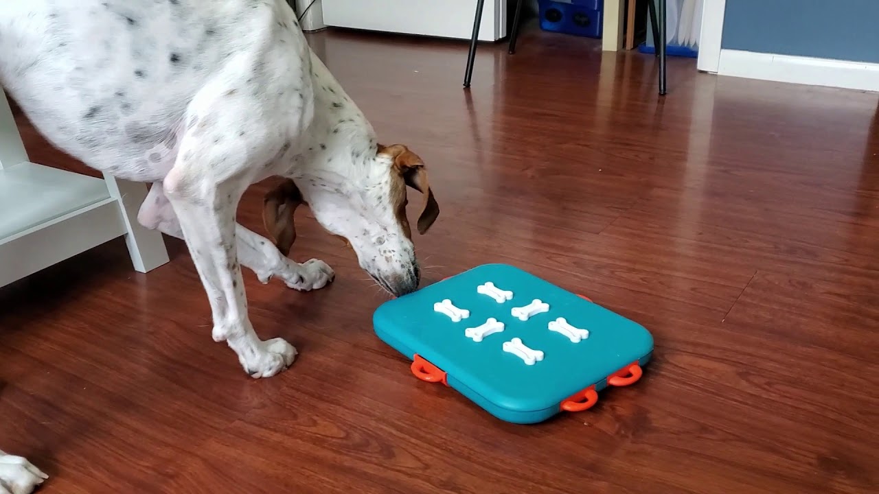 Dog (Enrichment) Toy Review - Outward Hound / Nina Ottosson; Dog