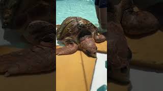 LIVE Harlow receives treatment at The Turtle Hospital ❤️‍🩹! #connectandprotect #compa