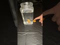 EXPERIMENT OF THE WEEK