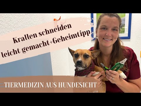 Video: 10 Möglichkeiten, wie Ihr Hund Thanksgiving emotional zerstören kann