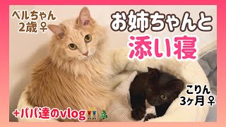 【念願】やっとお姉ちゃんと子猫の添い寝姿を撮影できました＊/ 3姉妹とパパ達のクリスマスvlog🎄 by すずベルこりん2人のパパ 4,839 views 3 months ago 5 minutes, 52 seconds