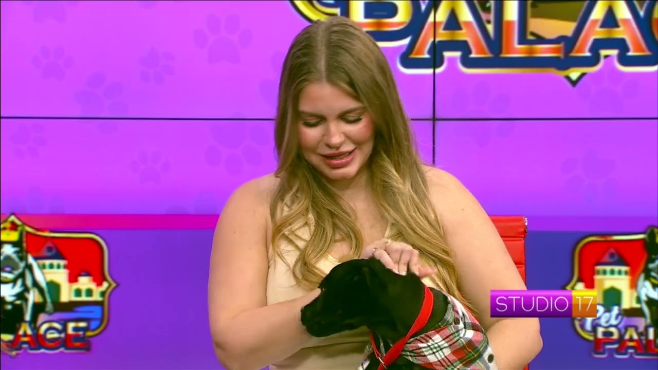 Studio 17 Pet of the Week Cane!