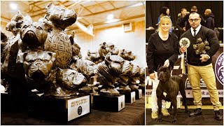 ABKC UK BULLY FEST 4 : FEB 2018 AMERICAN BULLY SHOW FULL VIDEO by Bull-NA-ChinaShop TV 27,367 views 6 years ago 9 minutes, 45 seconds