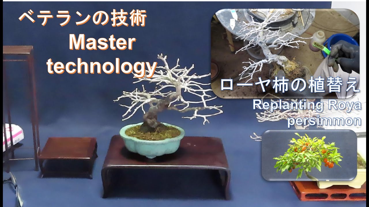 今日も盆栽日和　老爺柿の植替え