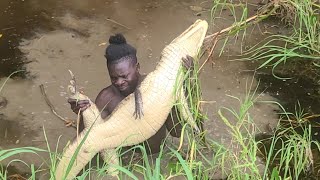 Catch Big  Alligator Again (Beze Hunting)