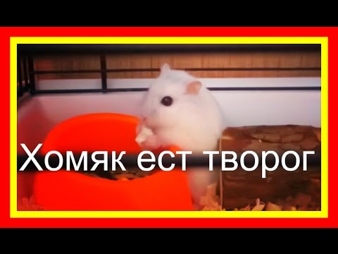 🐹Что можно есть хомяку🍚Можно ли хомякам творог✔️ #еда