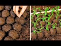 Incredible Plants Hacks And Gardening Tips