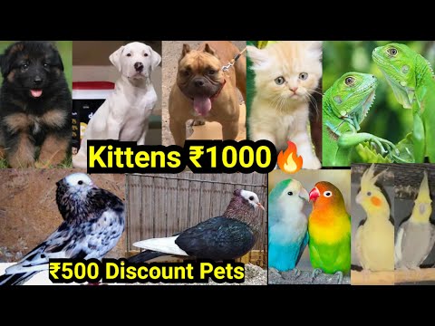വിലക്കുറവിൽ Kittens ഇവിടെ മാത്രം🔥Gsd|Bully|Iguana|Dogs sale|Birds sale|Pets sale|cats sale|D4 DREAMS