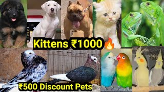 വിലക്കുറവിൽ Kittens ഇവിടെ മാത്രം🔥Gsd|Bully|Iguana|Dogs sale|Birds sale|Pets sale|cats sale|D4 DREAMS