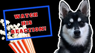 Yes, Dogs Can Eat Popcorn. But Will My Pomsky (Husky and Pomeranian Mix) Like It