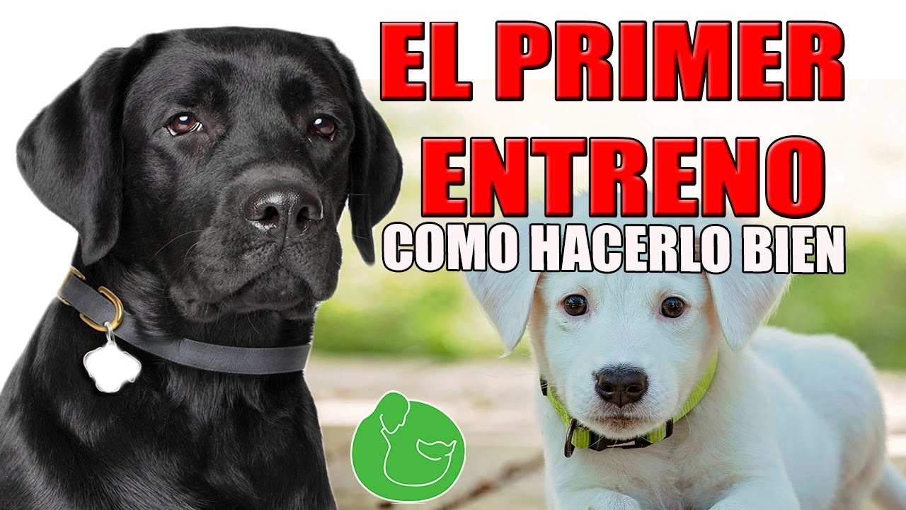 3 Trucos para Adiestrar y Entrenar a tu Perro Cachorro o Rescatado Desde el  Primer Día - YouTube