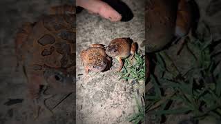 Two Frog Funny When Catch It Frog Funny Jumping Tep Longheng Funny