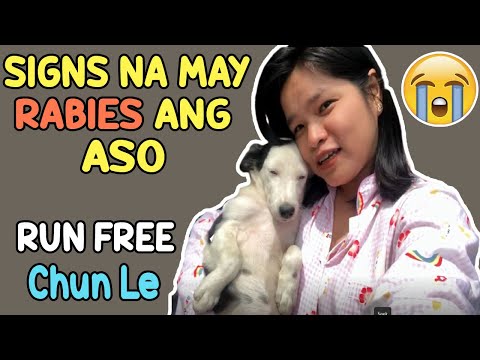 MGA SINTOMAS NG ASO NA MAY RABIES | MAMATAY BA ANG ASO NA MAY RABIES ? | INFORMATION ABOUT RABIES |