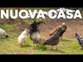 Ho TRASFERITO le GALLINE nel nuovo pollaio