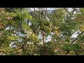 Loros peleando en un árbol