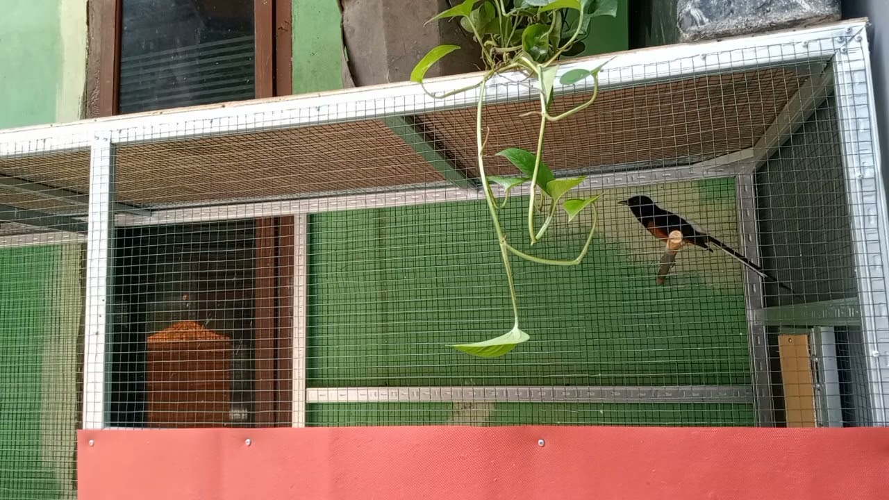 jebol emosi dan birahi ‼️ masih pake cara lama .. coba cara ini