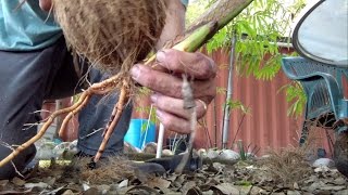 PRO TIP - How to Open a Sprouted Coconut: harvesting, consuming, planting and more!
