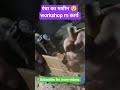 ⚒️ "Randha Machine Working 📏| Satisfying 🪚Wood Cutting"|| in polytechnic workshop tools 🔥