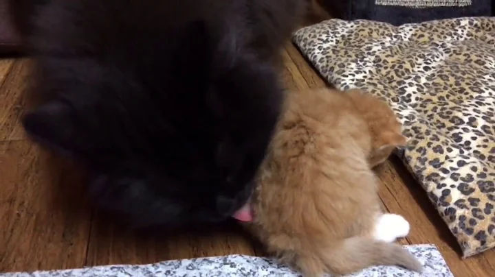 Video 7232811: siberian cat breed, siberian cats love, bathing baby